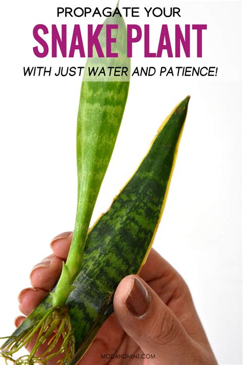 How to Propagate Snake Plants in Water or Soil