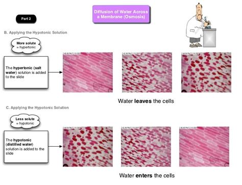 Diffusion Through A Membrane Lab