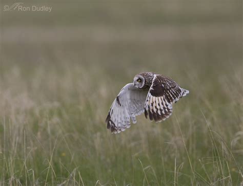 Short-eared Owl Flight Sequence In Habitat – Feathered Photography