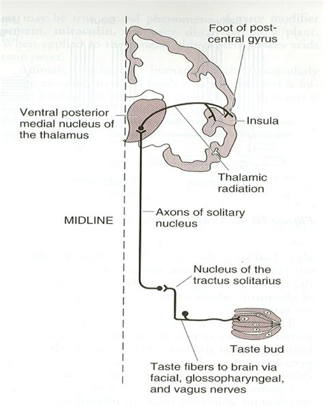 Hearing1