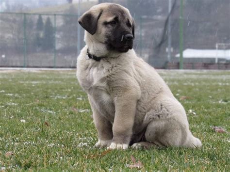 Kangal Shepherd Dog-Puppies for Sale – Jelena Dogshows