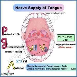 Anatomy Mnemonics & Tips - Best way to remember Anatomy