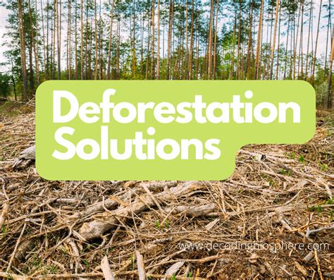 Deforestation Solutions that can Help Combat Climate Change – Decoding ...