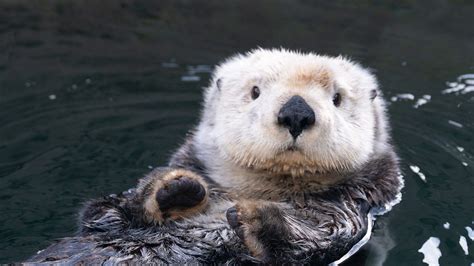 Discover 76+ sea otter wallpaper - in.cdgdbentre