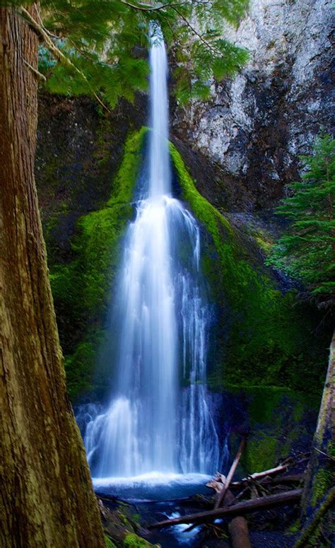 Marymere Falls « Olympic Peninsula Waterfall Trail | National parks ...