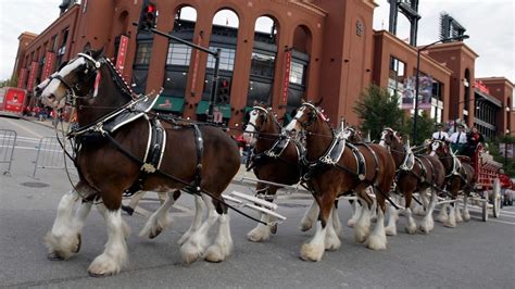 The First Budweiser Clydesdale Foal Of The Year Was Born—And She's Too Cute | Budweiser ...