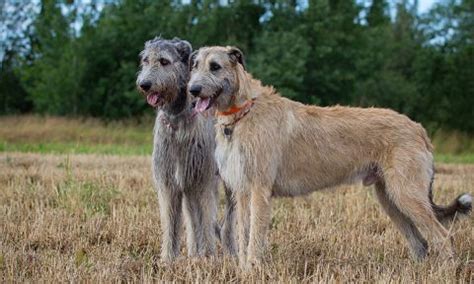 Great Dane vs Irish Wolfhound Breed Comparison | BeChewy