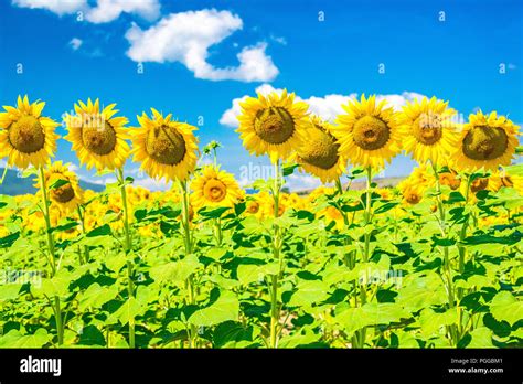 Sunflower fields in Tuscany, Italy Stock Photo - Alamy