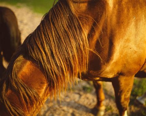 Cómo cuidar y peinar la crin del caballo