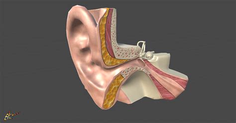 Cross Section Human Ear