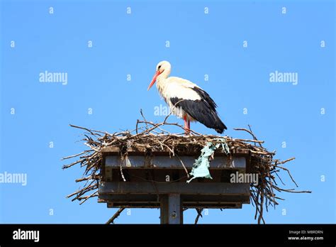 White stork in nest Stock Photo - Alamy