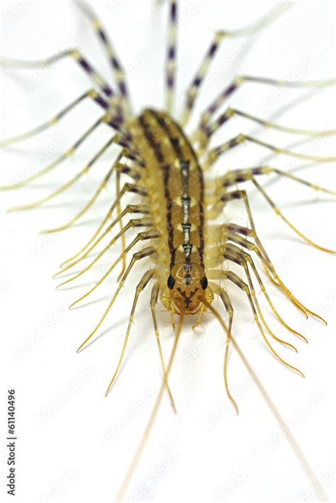 house centipede (Scutigera coleoptrata) Stock Photo | Adobe Stock