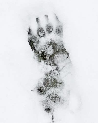 Tracks & Signs | A badger footprint in the snow, not exactly… | Flickr