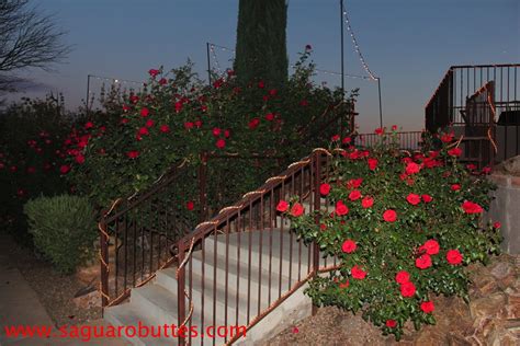 When do the Roses Bloom in Arizona? - Saguaro Buttes Tucson