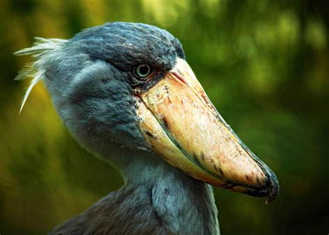 Shoebill habitat - lokasinshark