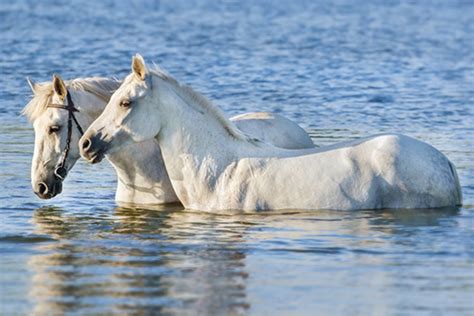 Can Horses Swim?