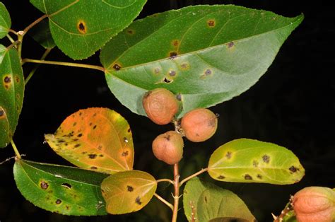 Croton tiglium (Euphorbiaceae) image 101995 at PhytoImages.siu.edu