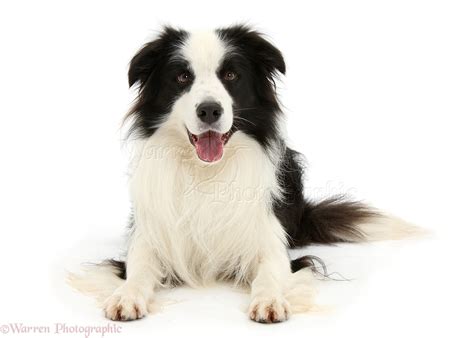 Black-and-white Border Collie dog photo WP39196