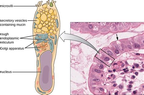 Physical Defenses | Microbiology