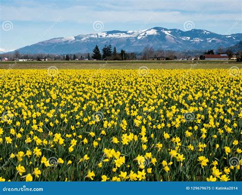 Blooming Daffodil Fields in Washington State Stock Image - Image of ...