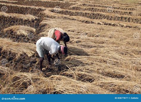 Farmer harvesting rice editorial photography. Image of culture - 83877877