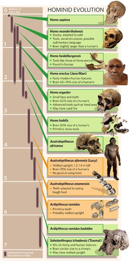 Evolution Of The Human