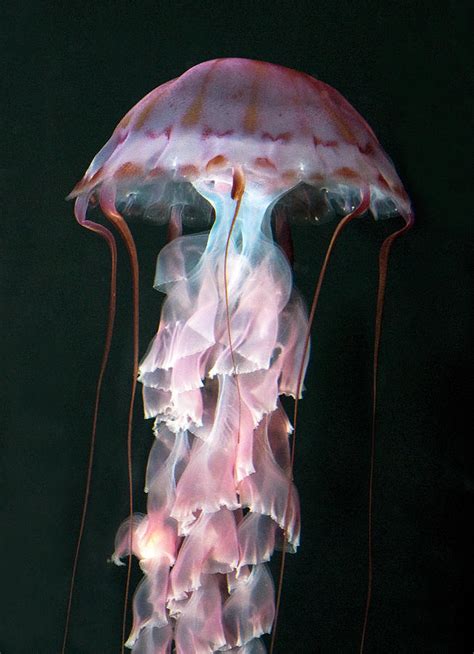 Juvenile Purple-striped Jellyfish by Smc Images