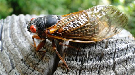 When Do Cicadas Come Out 2024 Nc - Caye Maxine