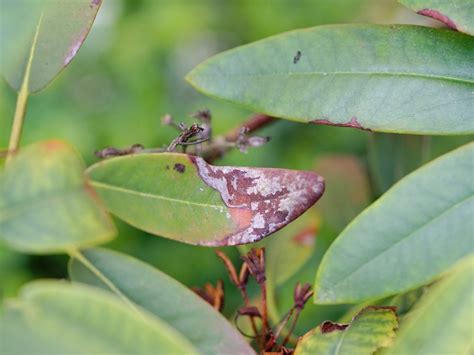 Controlling Sooty Mold - Learn About Black Fungus On Rhododendron