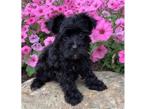 Morkie-DOG-Male-Black / White-2817067-Petland Carriage Place