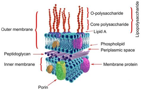 Gram-negative bacterial cell wall, labeled, 3D illustration. | Download Scientific Diagram