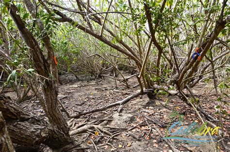 culebra-puerto-rico-hiking-trails-resaca-1 - Culebra Puerto Rico