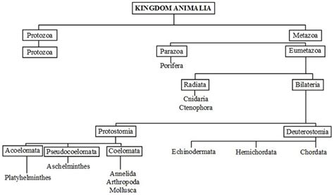 What are the Characteristics of the Kingdom Animalia | Kingdom animalia ...