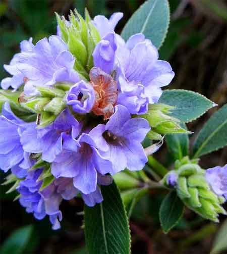 Kurinji Flower and Hindu God Muruga – Kurinji Andavar | Hindu Blog