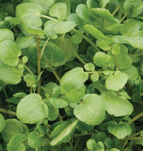 True Watercress Seeds – West Coast Seeds