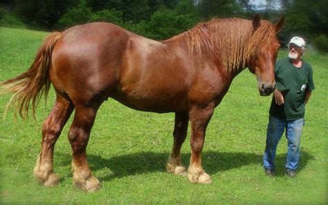 Suffolk Punch Horse Breed Information, History, Videos, Pictures