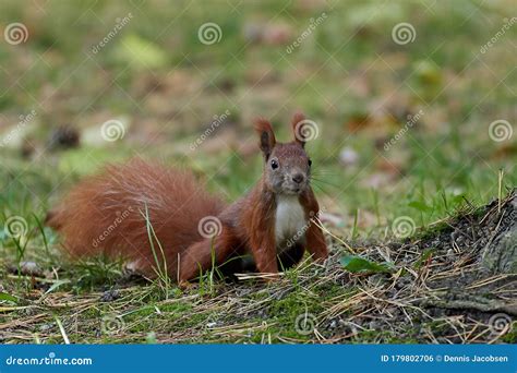 Eurasian Red Squirrel Sciurus Vulgaris Stock Photo - Image of nature ...