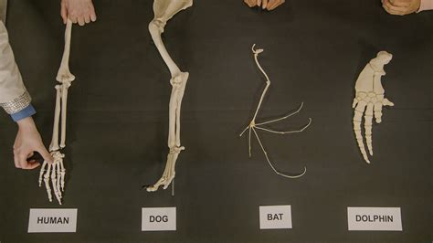 Aristotle’s Comparative Anatomy: The Study Of Similarities And ...