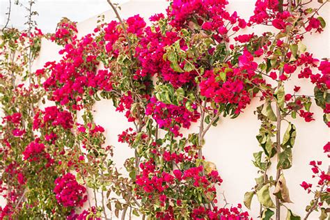 Royalty Free Bougainvillea Wall Pictures, Images and Stock Photos - iStock