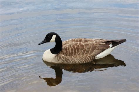 Duck In Water Free Stock Photo - Public Domain Pictures