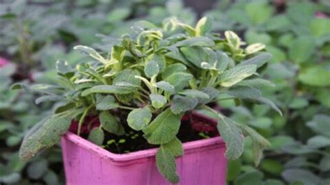 The Very Best Sage Plant (Salvia officinalis) Care Tips