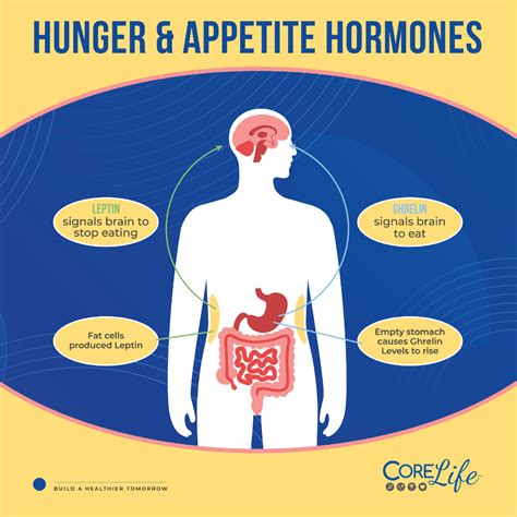 Understanding Hunger Hormones in Weight Management | CoreLife Healthcare