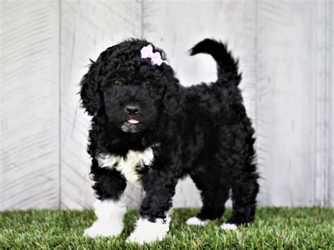 Available Portuguese Water Dog Puppies For Sale!