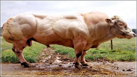 Largest Animal In The World Guinness Book Of Records