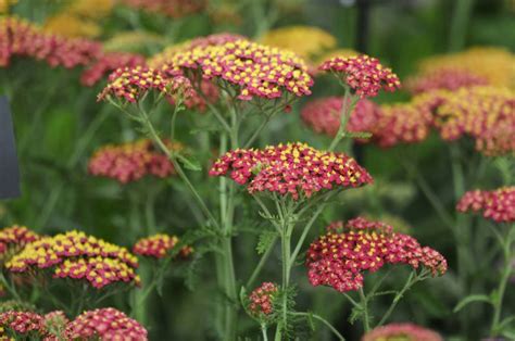 Yarrow Plants – Growing Yarrow Flowers | Garden Design