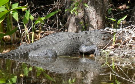 Is Alligator Hunting Coming To North Carolina? | Grand View Outdoors