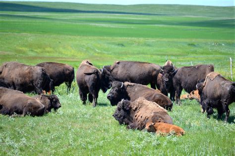Yellowstone Bison Revitalize Prairie on Fort Peck Reservation in One Year - The National ...