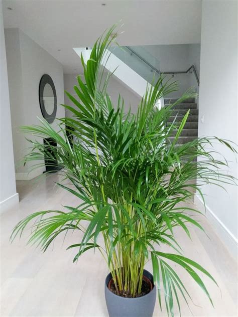 Areca Palm - Live Plant -At lowest price