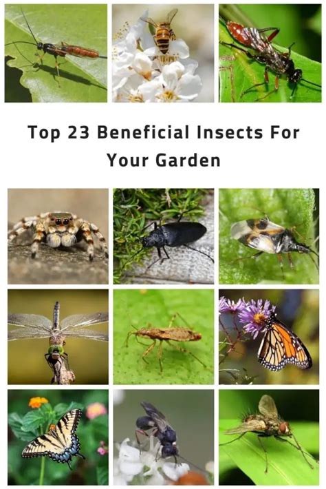 Top 23 Beneficial Insects For Your Garden | Constant Delights