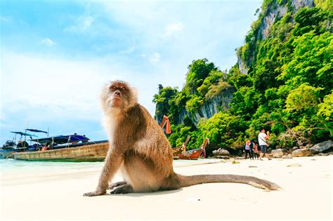 Monkey Beach in Phi Phi Island - Great Snorkelling Spot on Koh Phi Phi Don - Go Guides